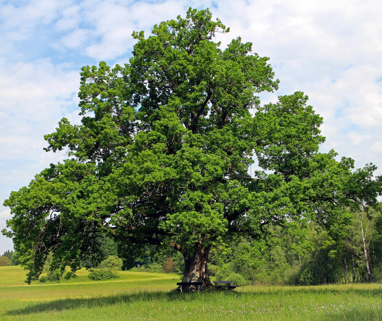 Stejar secular la marginea padurii